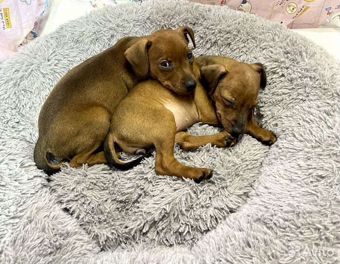 Щенки цвергпинчера