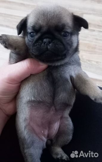 Щенки мопса