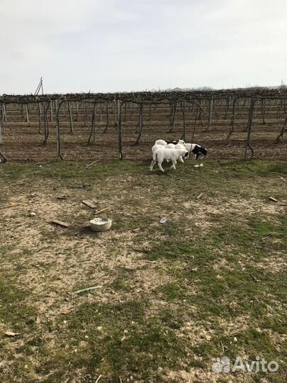 Бараны дорпер