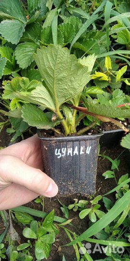 Крупноплодная клубника Чамора, Цунаки, Комрат