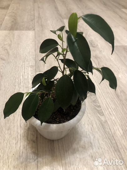 Фикус Бенджамина