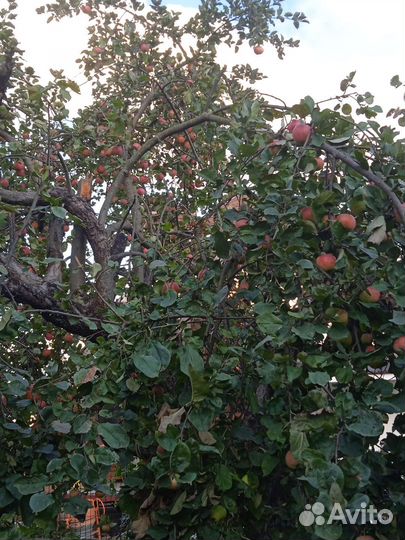 Яблоки домашние