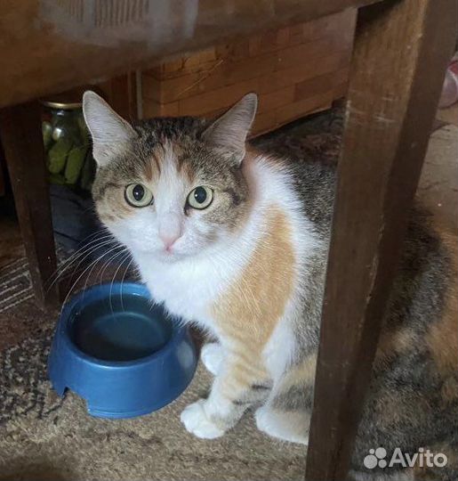 Кошка 5 лет в добрые руки