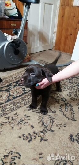 Щенки лабрадора шоколадные мальчики и девочки