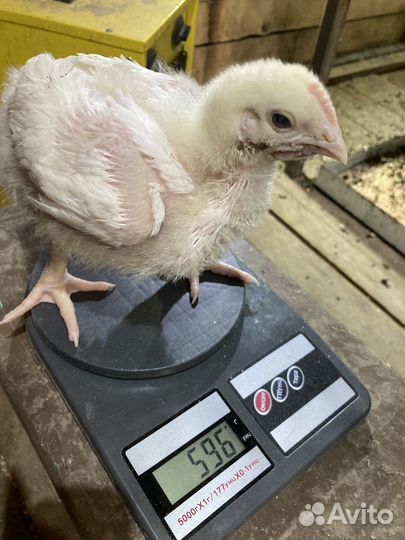Бройлеры кобб 500