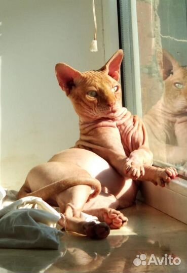 Кот для вязки