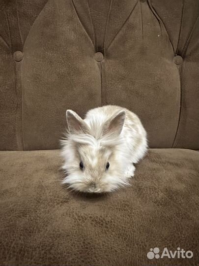 Львиноголовый кролик