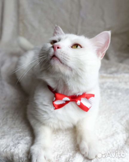 Котик в добрые руки