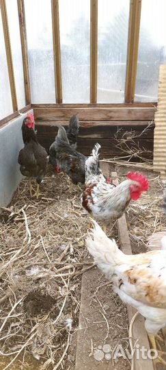 Молодые петухи