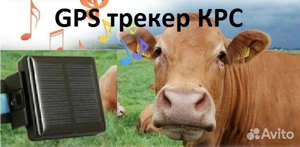Gps трекер ошейник для крс ASC-0.1