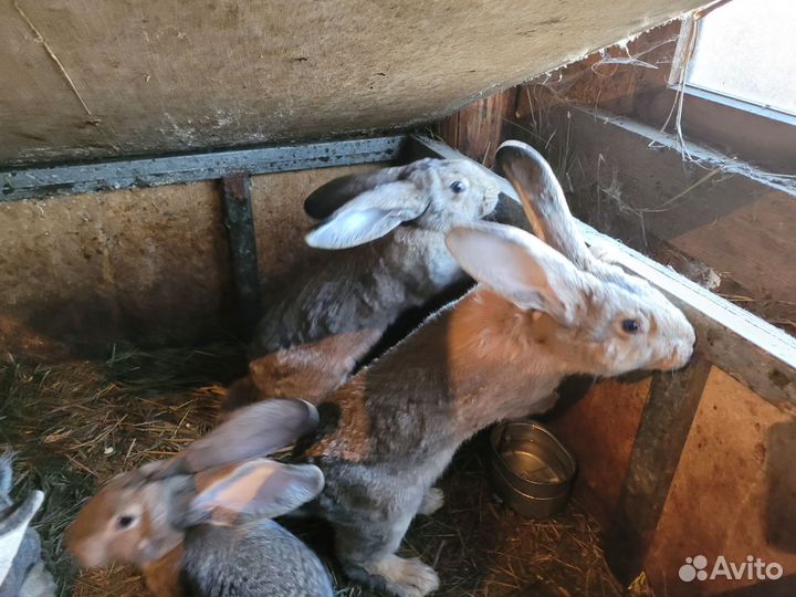 Кролики фландр