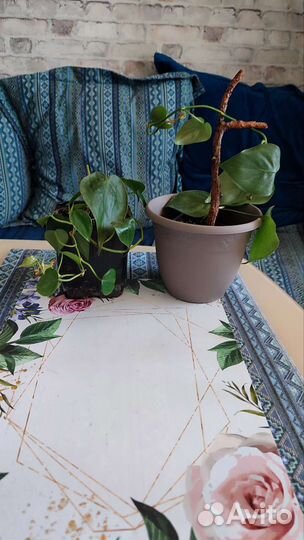 Филодендрон