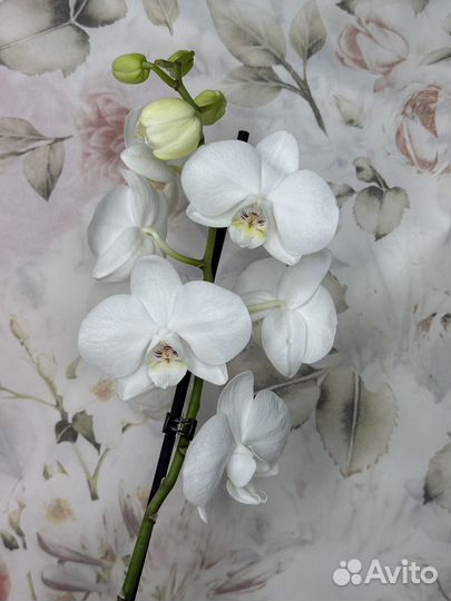 Орхидея фаленопсис
