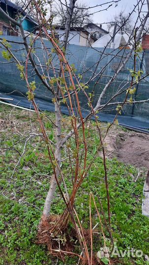 Саженцы малины вишни ежевика