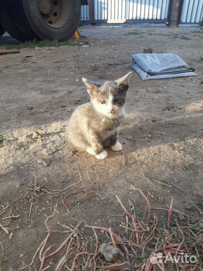 Кошка в дар