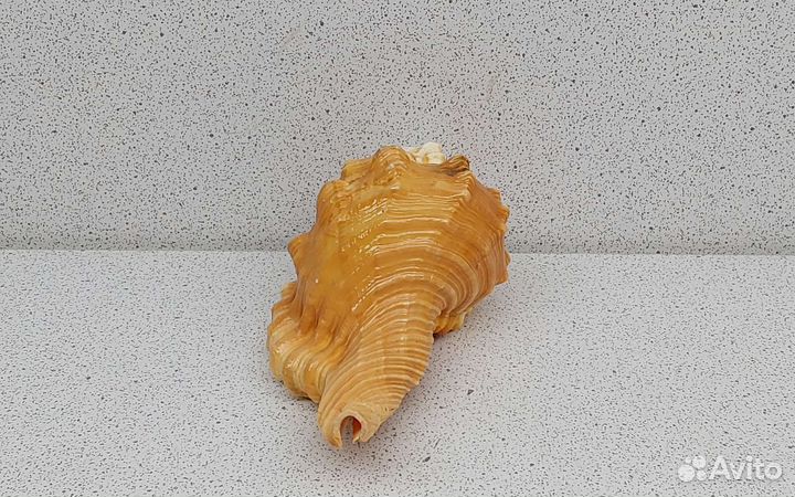 Циматиум Пурам 9,3 морская ракушка раковина