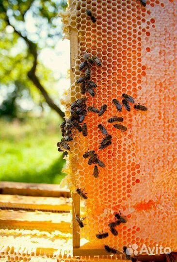 Мед горный-таёжный