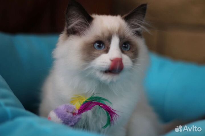 Котята Регдолл из питомника