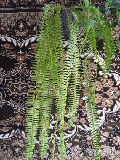 Папоротник, зефирантес