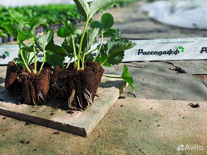 Рассада клубники. Фриго