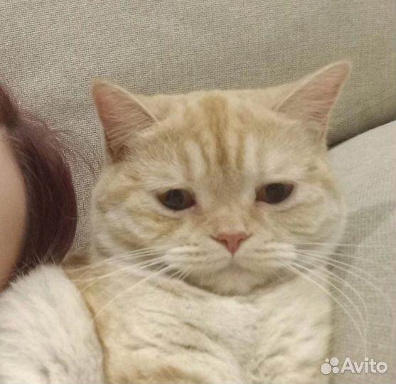 Потерялась британская кошка