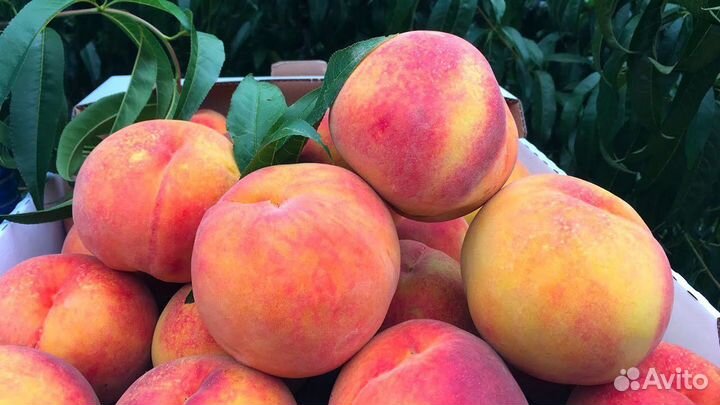 Персик Ред Хевен саженцы