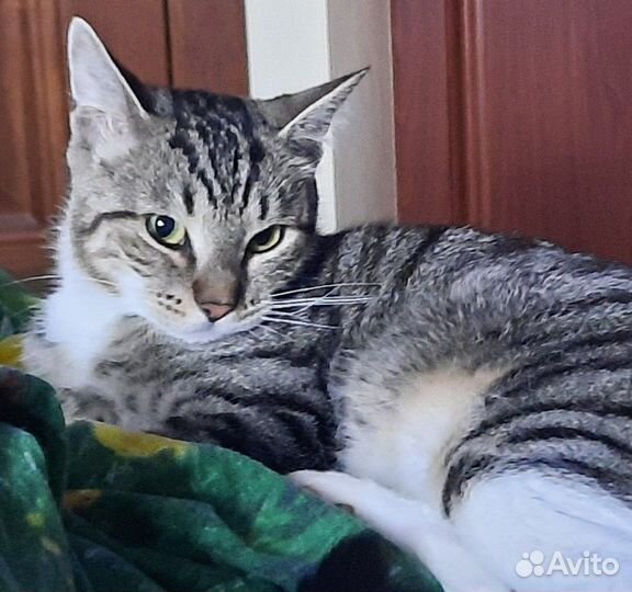 Крошечная кошечка была выброшена из дома