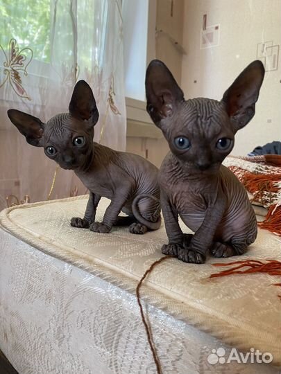 Канадский сфинкс