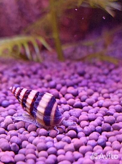 Улитки хилена