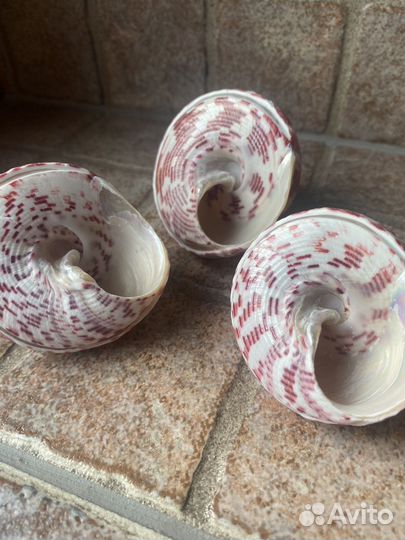 Новый набор ракушек. Индийский океан