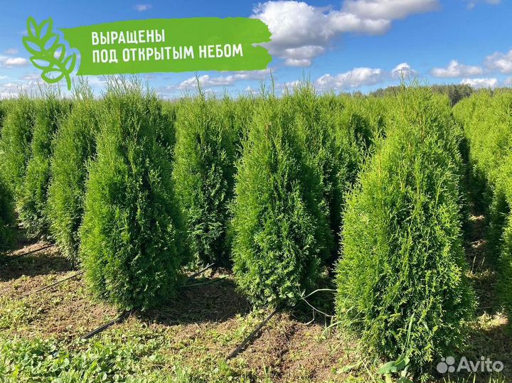 Саженцы Туя Смарагд 130-150 см с доставкой