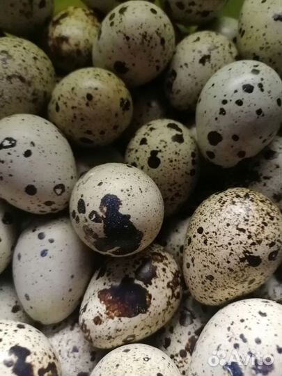 Яйца перепелиные инкубационное и пищевое
