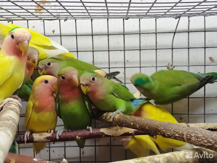 Попугай неразлучник птенцы 2-3мес