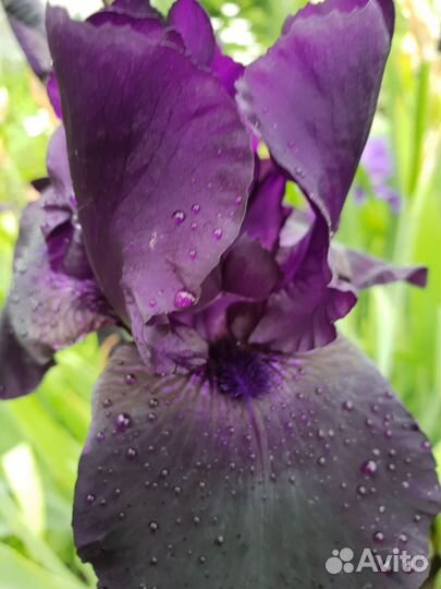 Ирисы бородатые сортовые