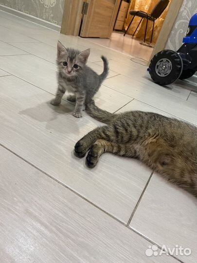 Отдам котят в добрые руки