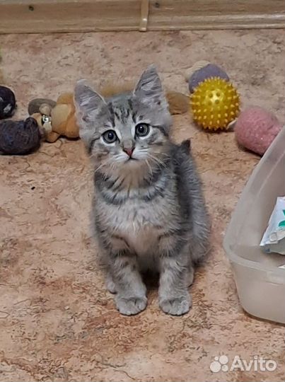 Котенок мальчик 2 месяца
