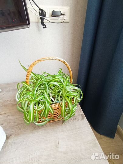 Комнатные растения