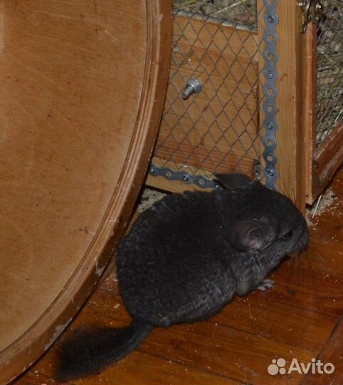 Щенок Шиншиллы