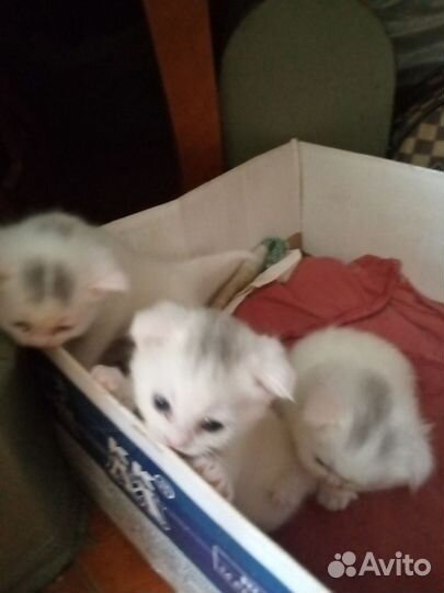 Котята