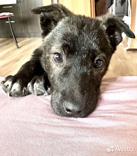 Собака в добрые руки щенок бесплатно большая