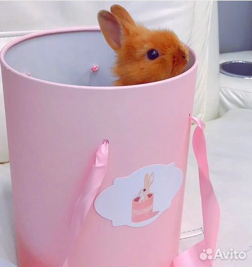 Мини кролики