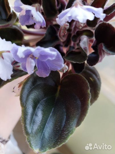 Фиалка сортовая OS-жемчуг исканий