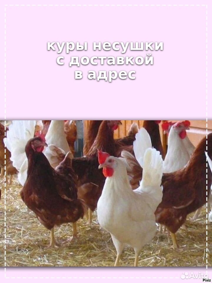 Куры несушки в адрес