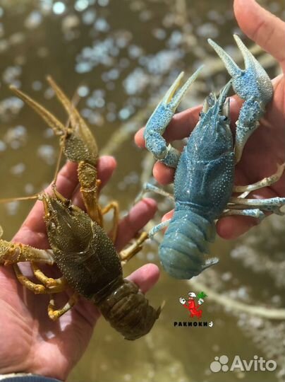 Речные, живые раки