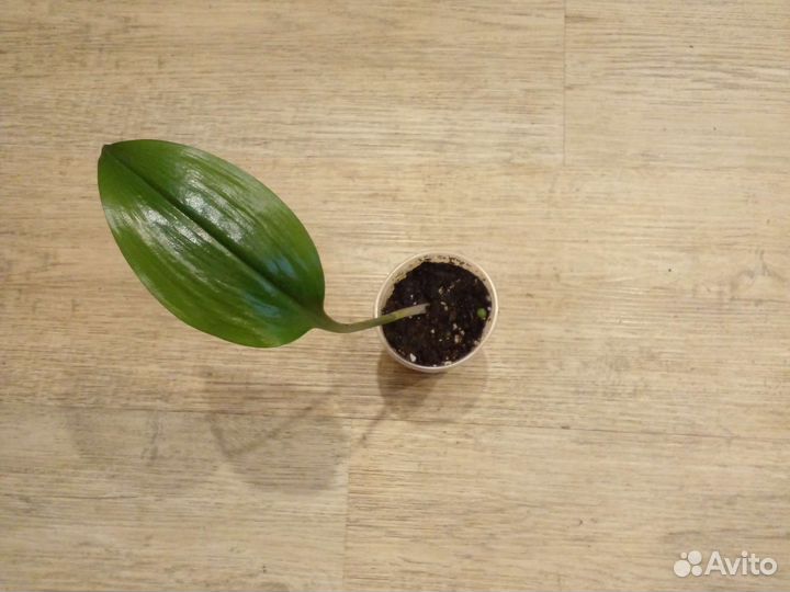 Эухарис амазонская лилия