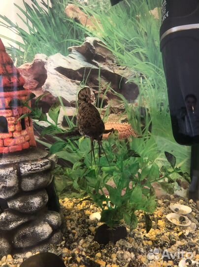 Аквариумные рыбки Сомы