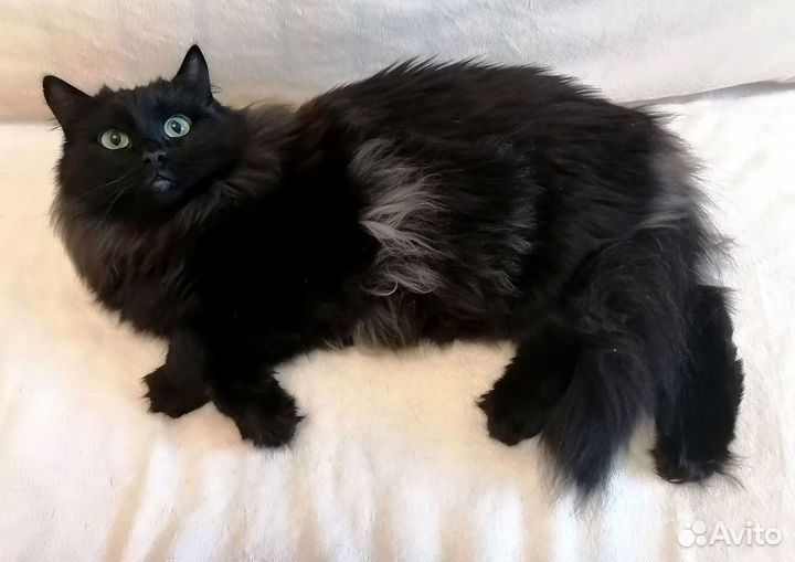 Котик в добрые руки