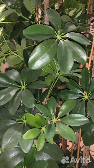 Декоративные деревья искусственные в кашпо