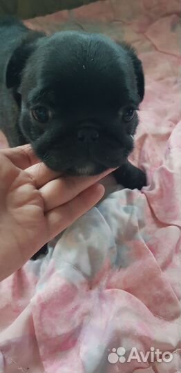 Щенки мопса