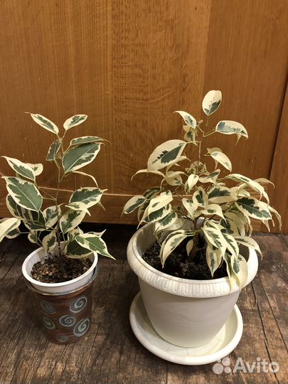 Фикус бенджамина